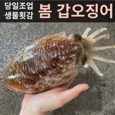 놓치면 후회할 갑오징어 인기 상품 베스트 5 놓치면 후회할 갑오징어 인기 상품 베스트 5