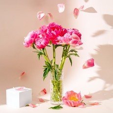 할인정보 강진작약 최저가 상품 TOP 5