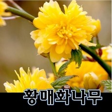 경제적인 겹황매화 추천 상품 TOP 5 경제적인 겹황매화 추천 상품 TOP 5