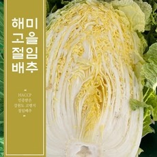 유용한 고랭지절임배추 할인 아이템 탑 5