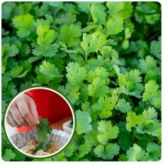 ◀ 2024년 너무 갖고싶은 가성비템▶ 고수모종 최저가 아이템 BEST 9