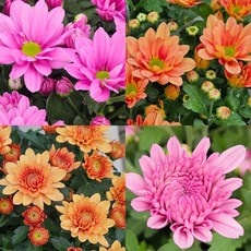 이거 좋더라구요 국화모종 할인 아이템 BEST 9