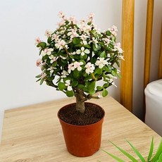 최저가 꽃나무 최저가 정보 리스트 9