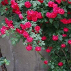 ◀ 2024년 실사용 상품후기 대박▶ 넝쿨장미 추천 상품 BEST 9