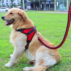 유용한 대형견하네스 인기 정보 TOP 5