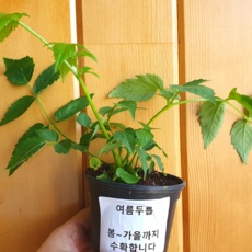 ◀ 2024년 내돈내산 실사용 강추후기▶ 두릅 추천 제품 베스트 5