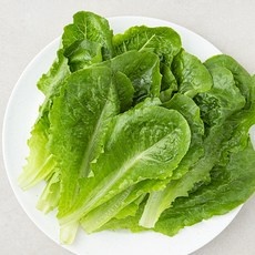 ◀ 2024년 실사용 가성비가 너무 좋아요▶ 로메인상추 할인 정보 탑 9