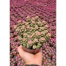 이거 좋더라구요 루페스트리 할인 정보 베스트 9