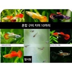 ◀ 2024년 실제 후기도 평이 좋네요▶ 막구피 할인 상품 BEST 9