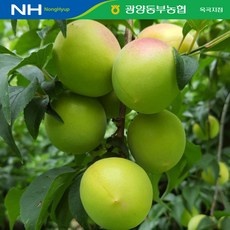 최저가 매실10kg 할인 제품 탑 5