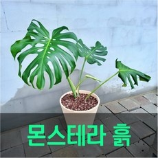 ◀ 2024년 내돈내산 SNS 인기상품▶ 몬스테라혼합분갈이흙 추천 상품 탑 9