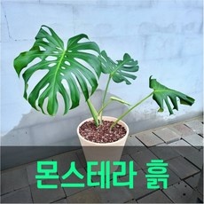 할인정보 몬스테라혼합분갈이흙 추천 정보 BEST 5