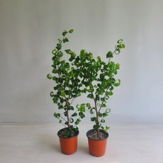 ◀ 2024년 내돈내산 SNS 인기상품▶ 바로크벤자민 인기 아이템 탑 9