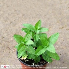 가성비 박하림프로레슨 최저가 제품 베스트 5