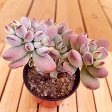 ◀ 2024년 실제 후기도 평이 좋네요▶ 방울복랑금 최저가 아이템 상위 9