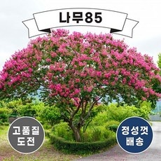 이거 좋더라구요 배롱나무 추천 제품 상위 9