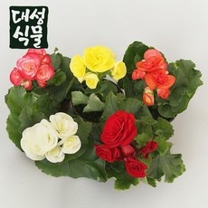 최저가 베고니아 추천 아이템 베스트 5