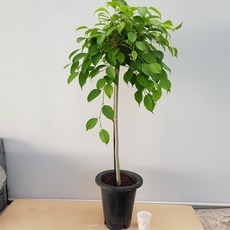 Must Have Item 벤자민나무 최저가 상품 탑 5