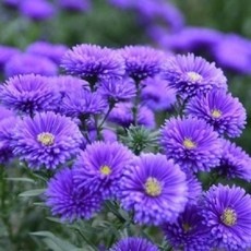 할인정보 보라색꽃 할인 정보 TOP 9
