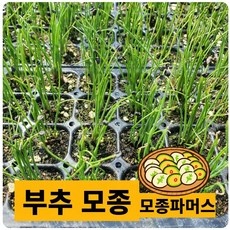 특가 부추모종 인기 정보 TOP 5 특가 부추모종 인기 정보 TOP 5