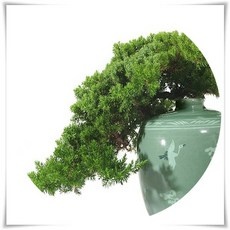 경제적인 분재클래스 할인 상품 베스트 9