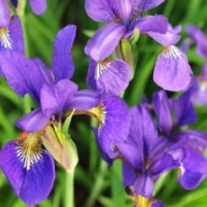 신상품 붓꽃 할인 아이템 BEST 9