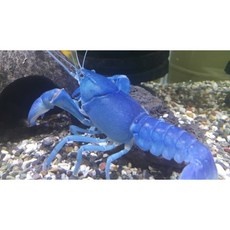 ◀ 2024년 인플들이 추천하는 가성비▶ 블루크로우 인기 상품 리스트 5