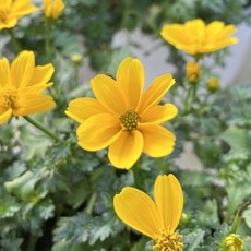 최고의 선택 비덴스 최저가 아이템 BEST 9