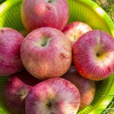 지금 당장 봐야할 사과 10kg 추천 상품 베스트 5