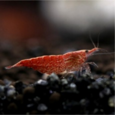 ◀ 2024년 인플들이 추천하는 가성비▶ 새우어항 최저가 상품 BEST 5