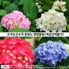 할인정보 수국 모종 할인 제품 BEST 5