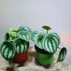 ◀ 2024년 믿고쓰는 혜자템▶ 수박페페 할인 제품 탑 5