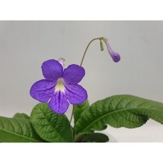 ◀ 2024년 내돈내산 SNS 인기상품▶ 스트렙토카르푸스 최저가 제품 상위 9 ◀ 2024년 내돈내산 SNS 인기상품▶ 스트렙토카르푸스 최저가 제품 상위 9