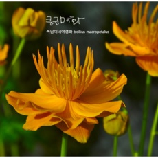 최저가 야생화모종 최저가 아이템 베스트 5