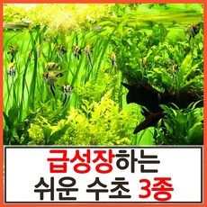 ◀ 2024년 후기로 대박난 행복한 선택▶ 어항수초 추천 정보 리스트 5