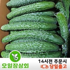 Must Have Item 오이10kg 할인 아이템 탑 5