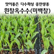 ◀ 2024년 내돈내산 실사용 강추후기▶ 옥수수모종 추천 정보 상위 5