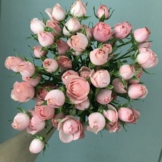 유용한 자나장미 할인 아이템 베스트 9