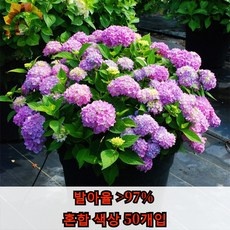 ◀ 2024년 실사용 인플들이 추천하는▶ 정원수 추천 정보 리스트 5