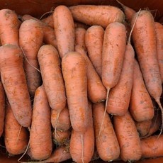 유용한 제주 당근 5kg 인기 아이템 TOP 5