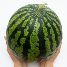Must Have Item 제철수박 인기 제품 BEST 5