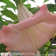 이거 좋더라구요 천사의나팔 최저가 정보 BEST 9