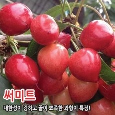 ◀ 2024년 실사용 인플들이 추천하는▶ 체리나무묘목 할인 정보 탑 9 ◀ 2024년 실사용 인플들이 추천하는▶ 체리나무묘목 할인 정보 탑 9
