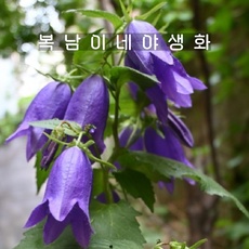 놓치면 후회할 초롱꽃 최저가 정보 베스트 5