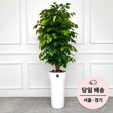 ◀ 2024년 너무 갖고싶은 가성비템▶ 축하 화분배달 당일배송 인기 정보 리스트 5