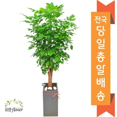 Must Have Item 축하화분 최저가 아이템 상위 5