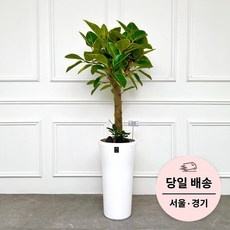 할인정보 카페개업화분 인기 제품 탑 9