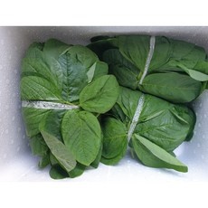 ◀ 2024년 내돈내산 SNS 인기상품▶ 콩잎 인기 정보 BEST 5