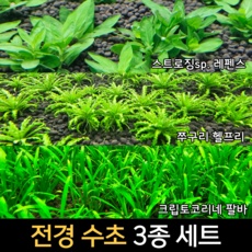◀ 2024년 후기를 보니 더 맘에 들어요▶ 크립토코리네 최저가 제품 탑 9 ◀ 2024년 후기를 보니 더 맘에 들어요▶ 크립토코리네 최저가 제품 탑 9