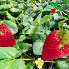 신상품 킹스베리모종 할인 제품 베스트 5